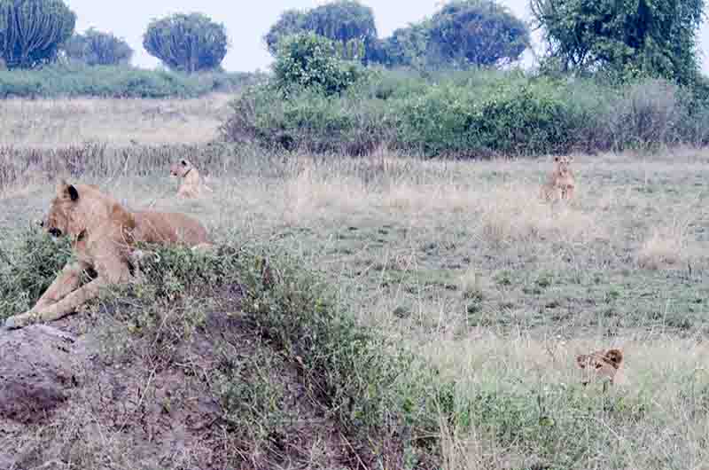 09 - Leones - parque nacional Queen Elizabeth - Uganda